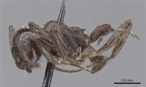 Crematogaster constructor specimen CASENT0912664 image casent0912664_3