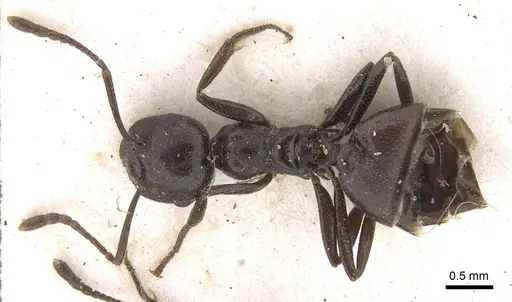 Crematogaster constructor specimen CASENT0914292 image casent0914292_1