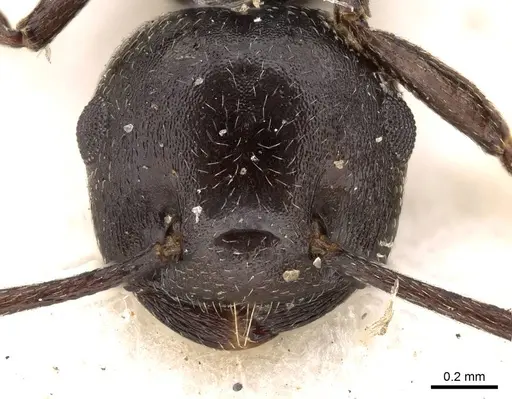 Crematogaster constructor specimen CASENT0914292 image casent0914292_2