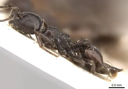 Crematogaster constructor specimen CASENT0914292 image casent0914292_3