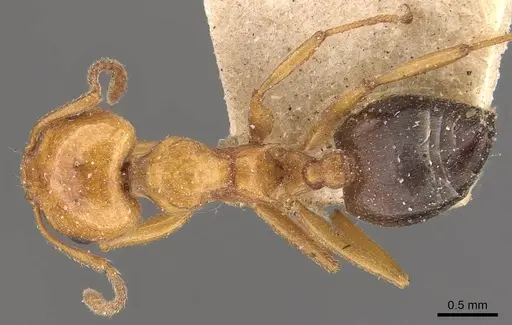 Crematogaster contemta specimen CASENT0908569 image casent0908569_1