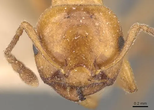 Crematogaster contemta specimen CASENT0908569 image casent0908569_2