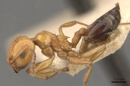 Crematogaster contemta specimen CASENT0908569 image casent0908569_3