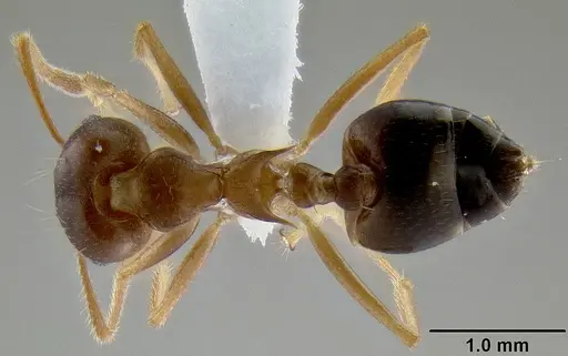 Crematogaster coriaria specimen CASENT0193778 image casent0193778_1