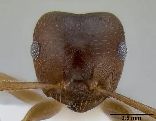 Crematogaster coriaria specimen CASENT0193778 image casent0193778_2