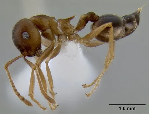 Crematogaster coriaria specimen CASENT0193778 image casent0193778_3
