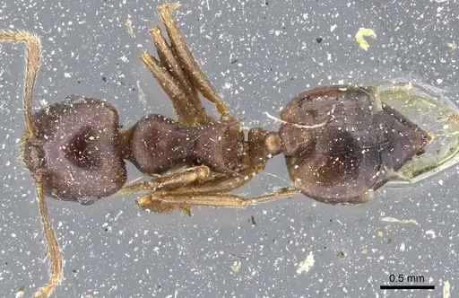 Crematogaster coriaria specimen CASENT0905761 image casent0905761_1