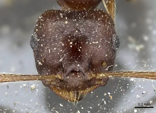 Crematogaster coriaria specimen CASENT0905761 image casent0905761_2