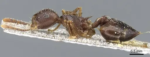 Crematogaster coriaria specimen CASENT0905761 image casent0905761_3