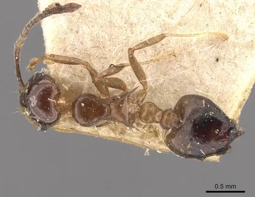 Crematogaster coriaria specimen CASENT0908634 image casent0908634_1