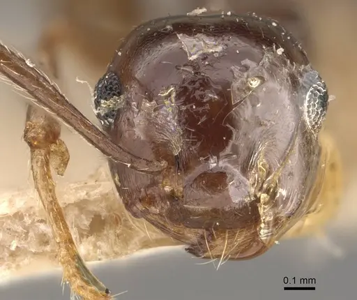 Crematogaster coriaria specimen CASENT0908634 image casent0908634_2