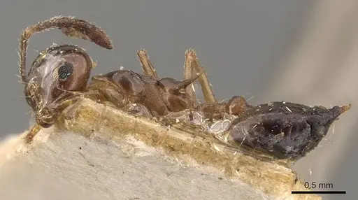 Crematogaster coriaria specimen CASENT0908634 image casent0908634_3