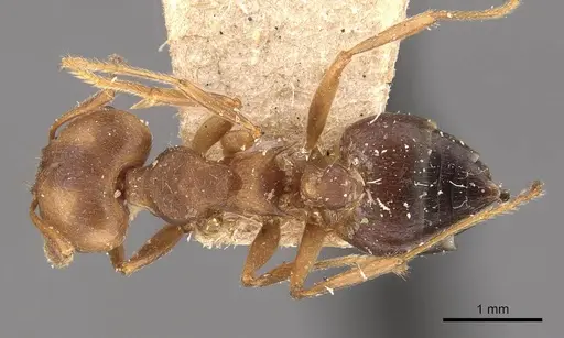 Crematogaster coriaria specimen CASENT0908637 image casent0908637_1