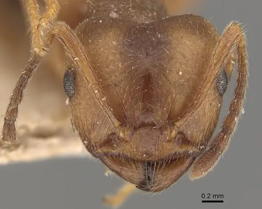 Crematogaster coriaria specimen CASENT0908637 image casent0908637_2