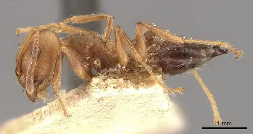 Crematogaster coriaria specimen CASENT0908637 image casent0908637_3