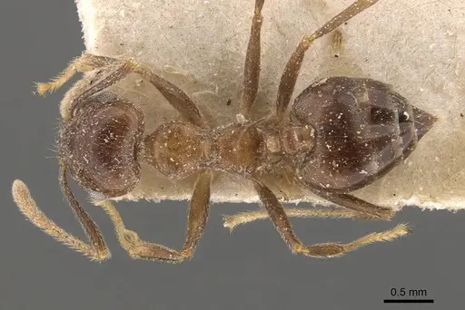 Crematogaster coriaria specimen CASENT0908638 image casent0908638_1