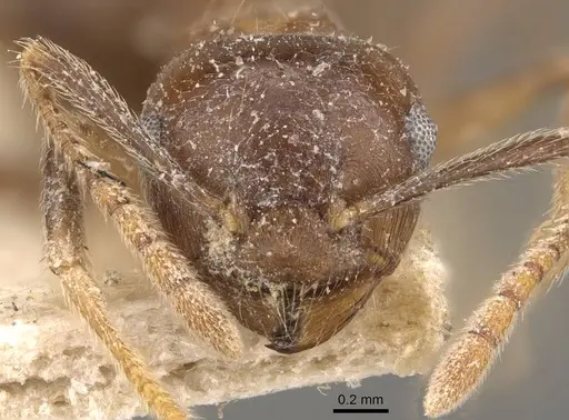 Crematogaster coriaria specimen CASENT0908638 image casent0908638_2
