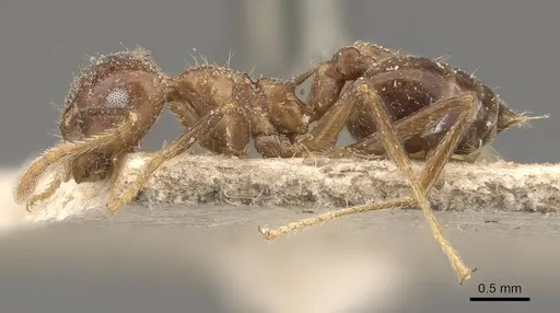 Crematogaster coriaria specimen CASENT0908638 image casent0908638_3