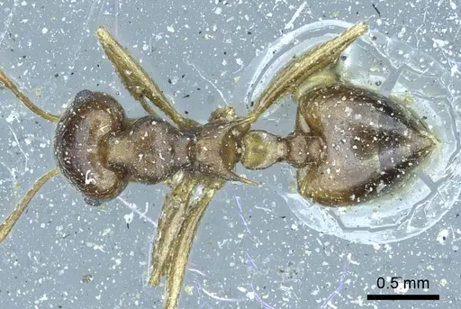 Crematogaster coriaria specimen CASENT0919681 image casent0919681_1