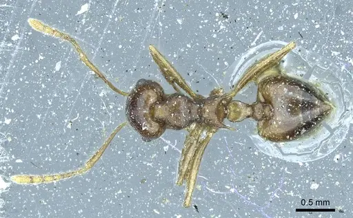 Crematogaster coriaria specimen CASENT0919681 image casent0919681_2