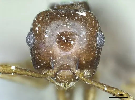Crematogaster coriaria specimen CASENT0919681 image casent0919681_3