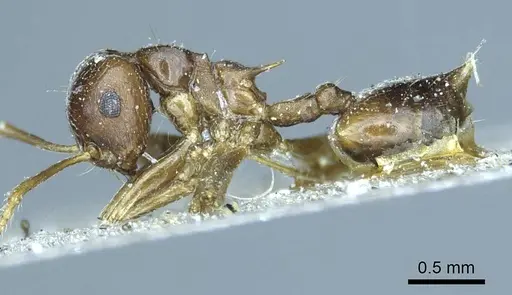 Crematogaster coriaria specimen CASENT0919681 image casent0919681_4