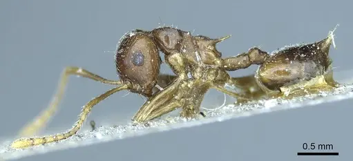 Crematogaster coriaria specimen CASENT0919681 image casent0919681_5