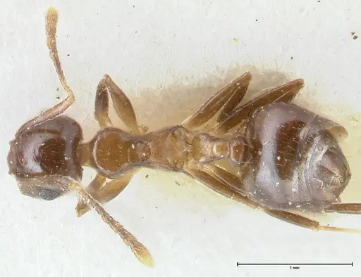 Crematogaster coriaria specimen FOCOL1641 image focol1641_1
