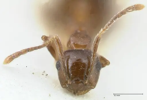 Crematogaster coriaria specimen FOCOL1641 image focol1641_2