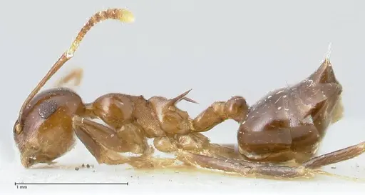 Crematogaster coriaria specimen FOCOL1641 image focol1641_3