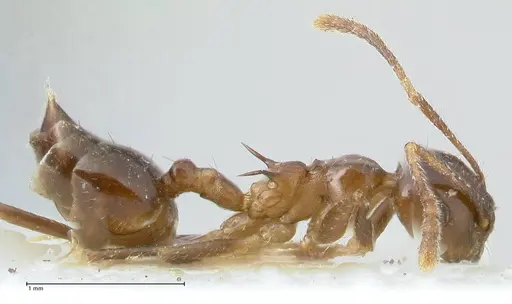 Crematogaster coriaria specimen FOCOL1641 image focol1641_4