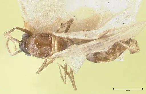 Crematogaster coriaria specimen FOCOL1642 image focol1642_1