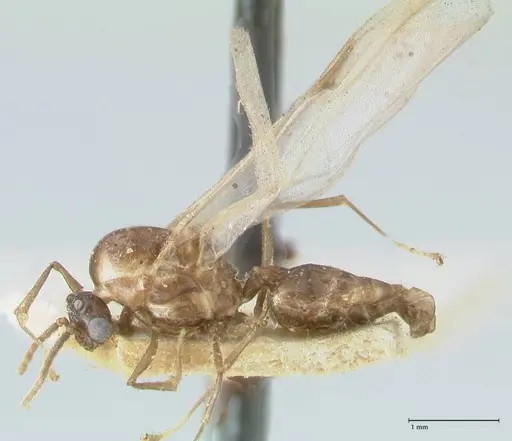 Crematogaster coriaria specimen FOCOL1642 image focol1642_3