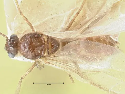 Crematogaster coriaria specimen FOCOL1643 image focol1643_1