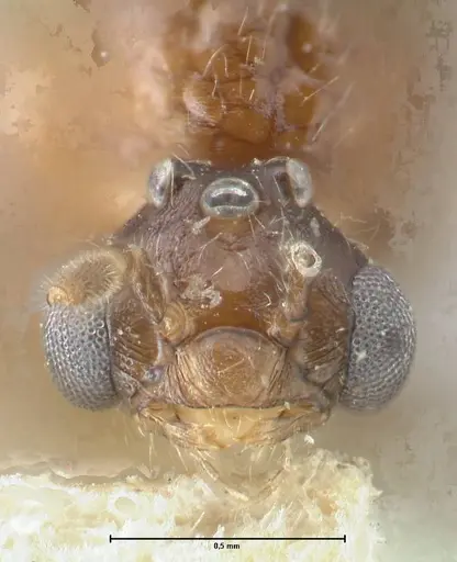 Crematogaster coriaria specimen FOCOL1643 image focol1643_2