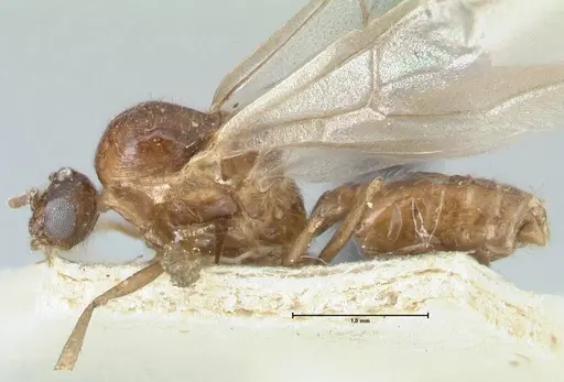 Crematogaster coriaria specimen FOCOL1643 image focol1643_3