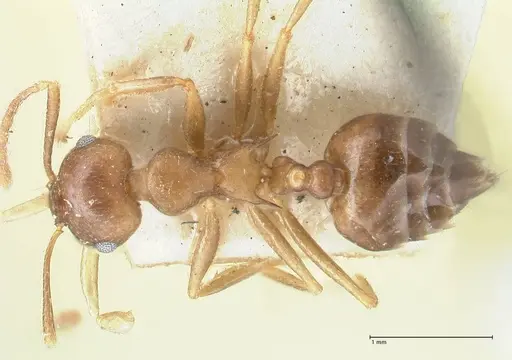 Crematogaster coriaria specimen FOCOL1644 image focol1644_1