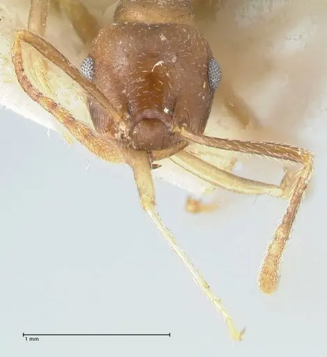 Crematogaster coriaria specimen FOCOL1644 image focol1644_2
