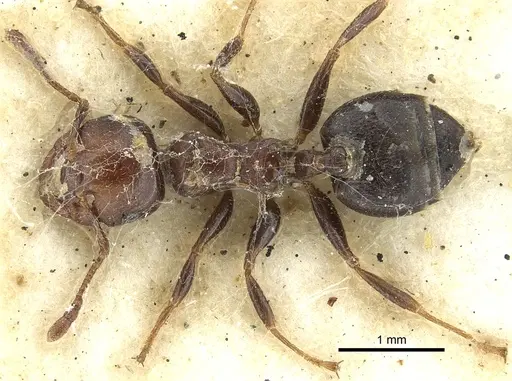 Crematogaster cornigera specimen CASENT0902133 image casent0902133_1