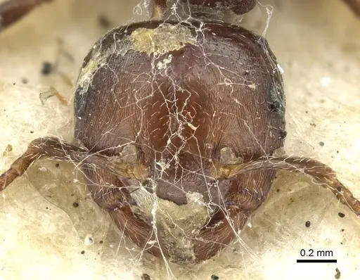 Crematogaster cornigera specimen CASENT0902133 image casent0902133_2