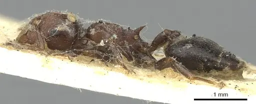 Crematogaster cornigera specimen CASENT0902133 image casent0902133_3