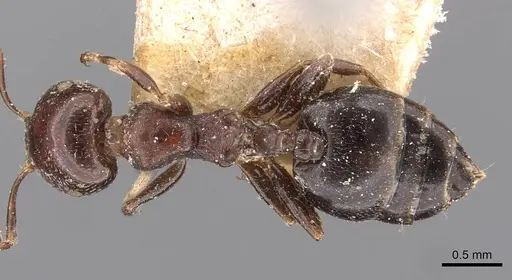 Crematogaster cornigera specimen CASENT0908597 image casent0908597_1