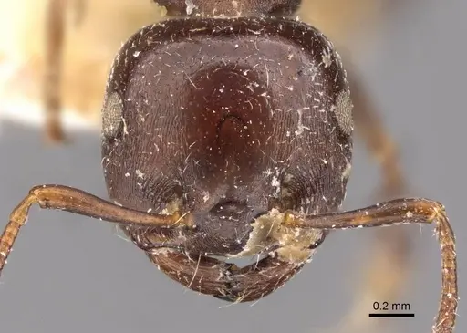 Crematogaster cornigera specimen CASENT0908597 image casent0908597_2