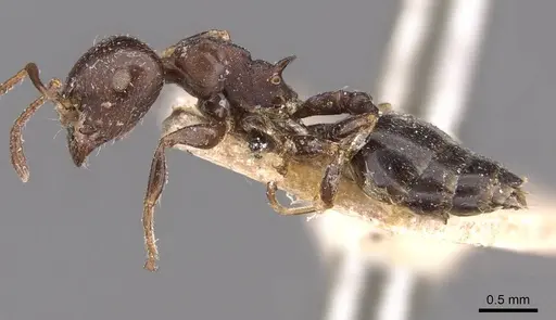 Crematogaster cornigera specimen CASENT0908597 image casent0908597_3