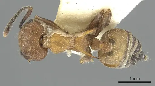 Crematogaster cornuta specimen CASENT0902128 image casent0902128_1