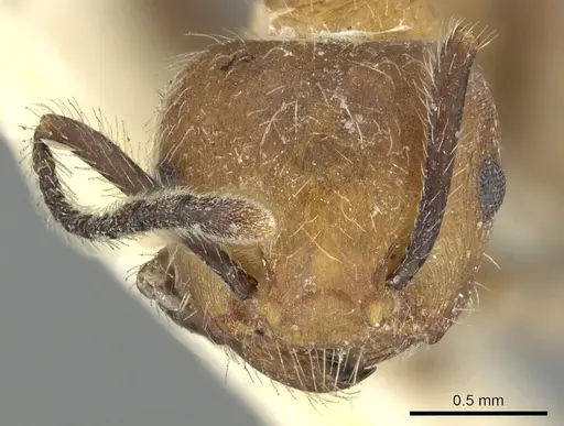 Crematogaster cornuta specimen CASENT0902128 image casent0902128_2