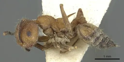 Crematogaster cornuta specimen CASENT0902128 image casent0902128_3