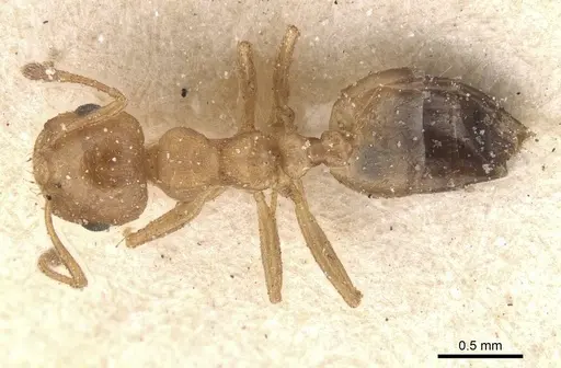 Crematogaster corporaali specimen CASENT0912665 image casent0912665_1