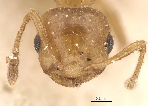 Crematogaster corporaali specimen CASENT0912665 image casent0912665_2