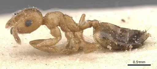 Crematogaster corporaali specimen CASENT0912665 image casent0912665_3